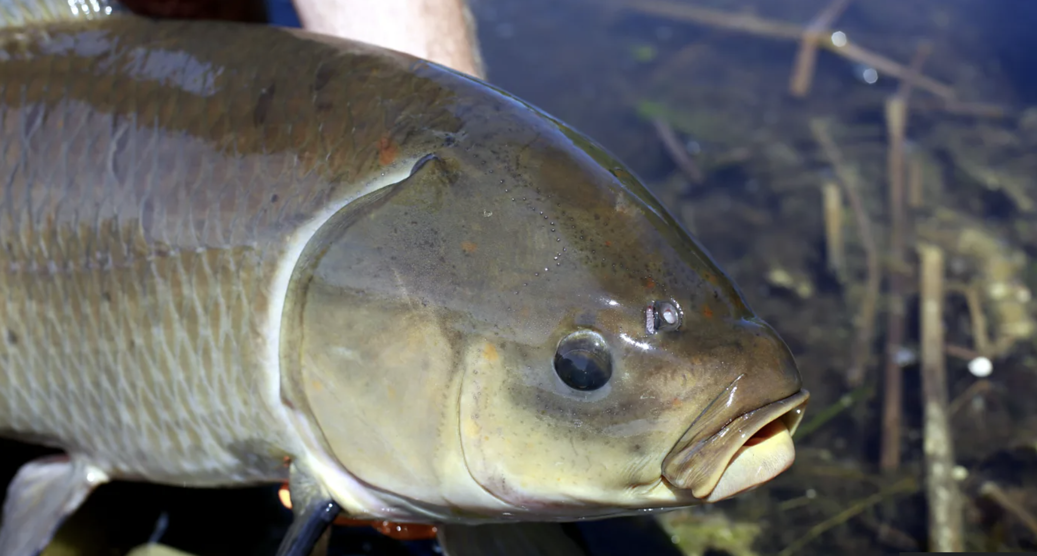 A gray-green fish head with beady black eyes.